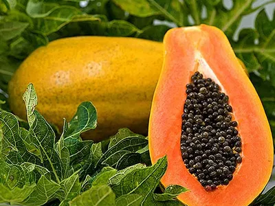 Купить папайю в СПб – Экзотические фрукты Mango Лавка Москва