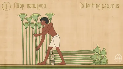Цветок папируса стоковое изображение. изображение насчитывающей папирус -  30287233