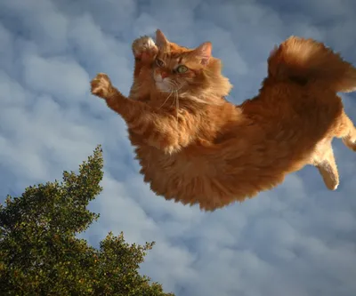 Download wallpaper clouds, red cat, cat parkour, section cats in resolution  960x800