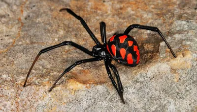 Каракурт, или черная вдова - ядовитый паук, его обитание и размножение