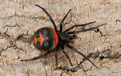 Чем опасны черные и ядовитые пауки-каракурты с голубой кровью