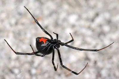 Самый ядовитый паук в России — его укус мучает 2 недели и может убить -  Hi-News.ru