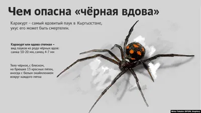 Эксперт рассказал, как спастись от укуса паука-каракурта с помощью спички -  РИА Новости, 19.06.2019