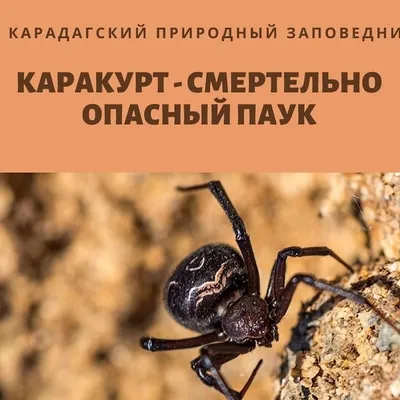 Ядовитые пауки в Черноморске: все, что нужно знать о каракуртах