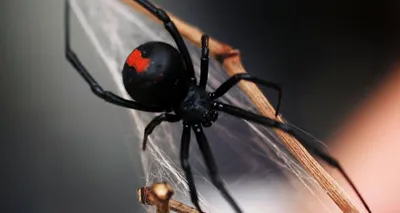 В окрестностях Баку появились смертельно опасные пауки каракурты -  14.06.2012, Sputnik Грузия