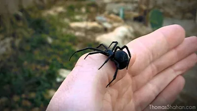 Паук каракурт – опасный паук из рода черных вдов. Описание и фото паука  каракурта