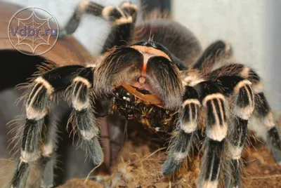 Кормление пауков птицеедов, чем кормить паука, как часто кормить паука,  кормление паука, что ест паук, тарантулы, птицееды