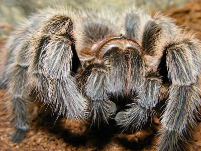Пауки птицееды. Наша небольшая коллекция пауков и скорпионов | Spiders and  scorpions. - YouTube