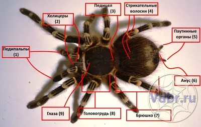 Внешнее строение пауков птицеедов, педипальпы, хилицеры, педипальпы паука, пауки  птицееды