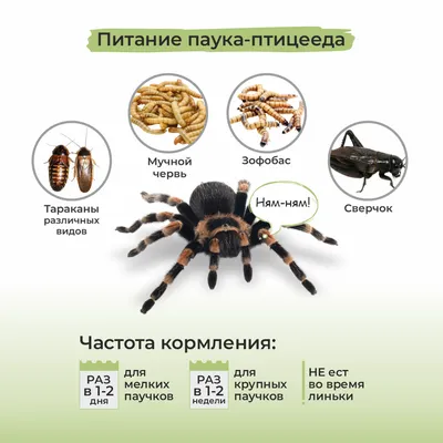 Самый большой паук в мире Theraphosa blondi (птицеед-голиаф) — фото,  описание, размеры