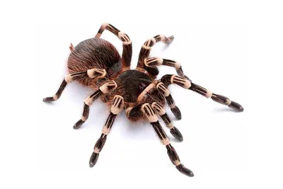 Паук-птицеед - Acanthoscurria geniculata