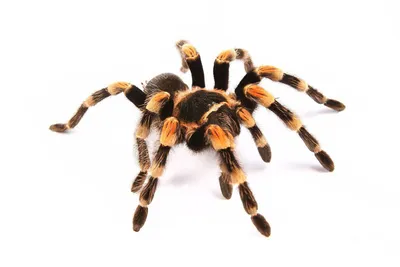 Продам паука птицееда - Лошадиный паук (Lasiodora parahybana): 5 $ - Другое  Киев на BON.ua 101681661