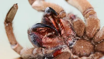 Самцы паука птицееда для новичков нанду хроматус: 550 грн. - Другие  животные Подгорное на Olx