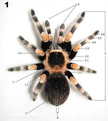 Спасайтесь кто может: в Воронежской области обнаружили бразильского паука- птицееда