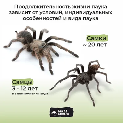 Последствия укуса паука-птицееда - ЯПлакалъ
