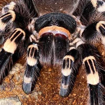 Самца паука-птицееда разыскивают «для вязки» в Нижнем Новгороде |  Информационное агентство «Время Н»