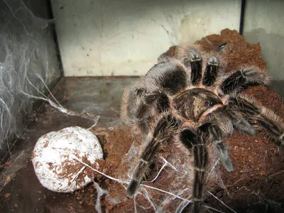 Процесс линьки паука-птицееда Brachypelma Emilia l10 | Пикабу