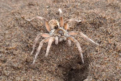 Редких ядовитых тарантулов-волков нашли ученые на пляжах Сахалина - KP.RU
