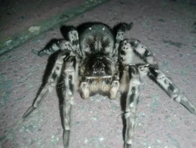 Паук тарантул созданный из чёрного…» — создано в Шедевруме