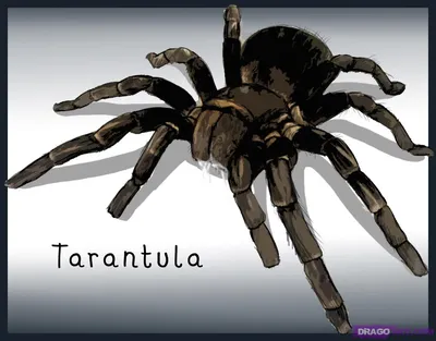 Взгляд сверху паука тарантула Стоковое Изображение - изображение  насчитывающей охотник, клыки: 34920817