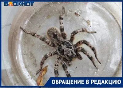 Ядовитый тарантул заполз в дом под Волгоградом | НовостиВолгограда.ру | Дзен