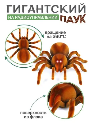 Мир в восторге от паука-электрика – уникальные фото