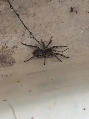 В доме Волжского поймали ядовитого тарантула: видео