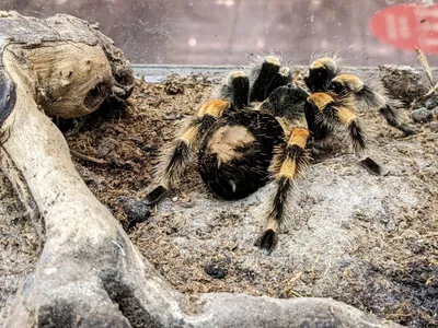 Волгоградец обнаружил дома ядовитого паука-тарантула