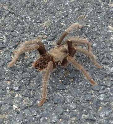 Под Воронежем местные жители обнаружили в огороде огромного тарантула