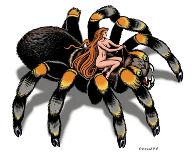 Южнорусского ядовитого тарантула заметили в Волгоградской области