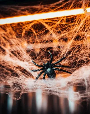 Огромного тарантула обнаружила волжанка в собственной спальне: фото