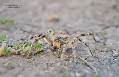 Самка паука птицееда тарантула Acanthoscurria geniculata: 643 грн. - Другие  животные Черновцы на Olx