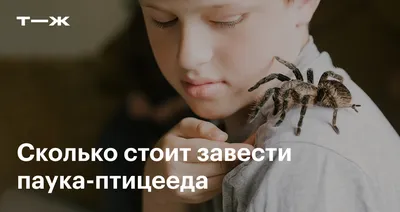 Южнорусского тарантула обнаружили волгодонцы на ступенях своего дома