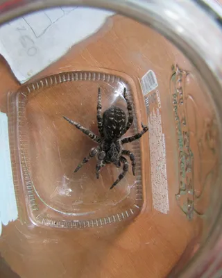 украшение паука тарантула на хэллоуин Фото Фон И картинка для бесплатной  загрузки - Pngtree