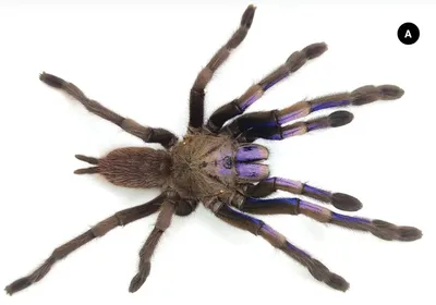 Южнорусский тарантул (Lycosa singoriensis) - Природа Республики Мордовия