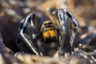 Ядовитого южнорусского тарантула заметили в Воронежской области