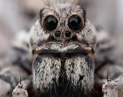 Южнорусский тарантул | Шульган-Таш