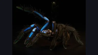 Тарантул Тарантул паука Заткнись женщину тарантула паука в дикой природе  Самый большой паук. Гигантский паук охотника Arthro Стоковое Фото -  изображение насчитывающей ноги, ангстрома: 200316048