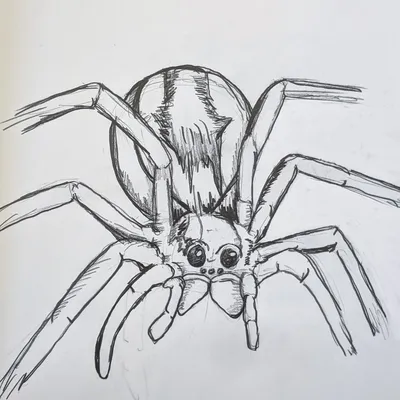 Иллюстрация паука хеллоуина нарисованная вручную Иллюстрация вектора -  иллюстрации насчитывающей смешно, каракули: 59567506