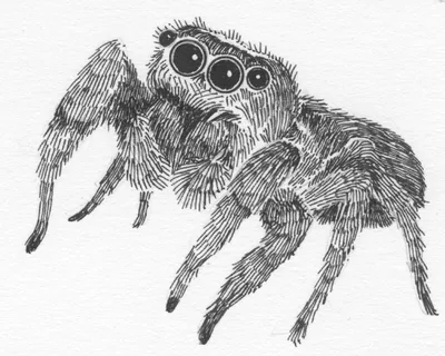 Паук или паукообразный вид, самые опасные насекомые в мире, старый винтаж  для дизайна на хэллоуин или фобия. нарисованные от руки, гравированные  могут использовать для татуировки, паутины и яда черная вдова, тарантул,  бирдеатр |