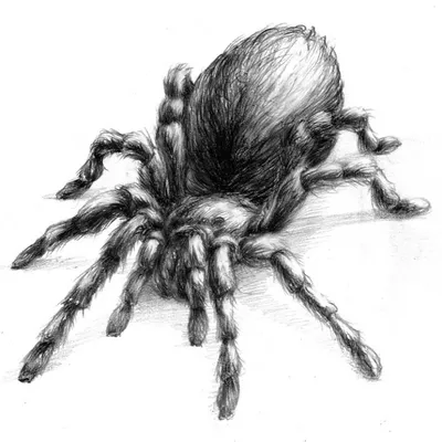 Как нарисовать паука поэтапно карандашом (58 фото) - легкие мастер-классы  для начинающих