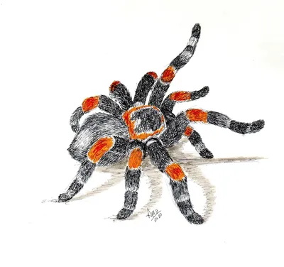 Мультяшный паук - 63 фото