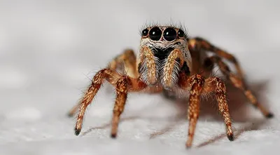 10 самых опасных пауков на планете | Men's Space | Дзен