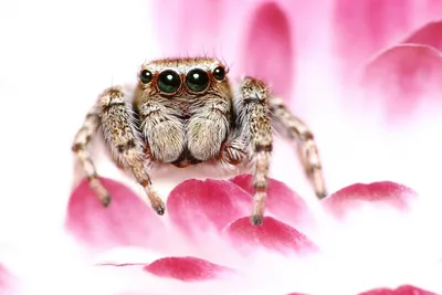 MasterZoo - зоомаркет пухнастих особистостей - ✳️5 невероятных фактов о  пауках! ✳️ 1. У каждого паука по 48 колен. Восемь ног по 6 суставов на  каждой. Ноги и тело пауков покрыты волосками,