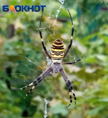 Самки пауков притворяются мертвыми, чтобы самцы-партнеры не боялись быть  съеденными - Газета.Ru | Новости