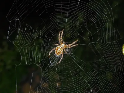 Самцы паука вида «черная вдова» портят паутину самок, чтобы отвадить  соперников