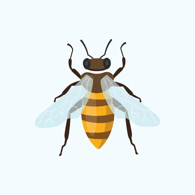 Пчела мультфильм, пчела, медоносная пчела, насекомые, цветок png | PNGWing
