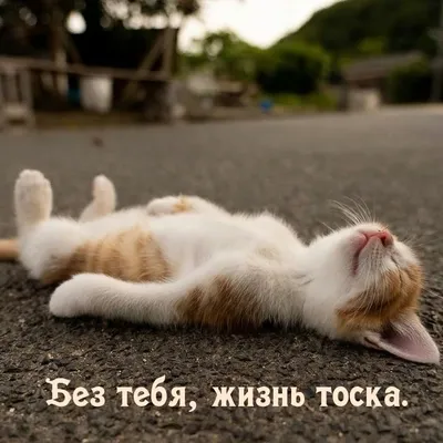 Без тебя, жизнь тоска..