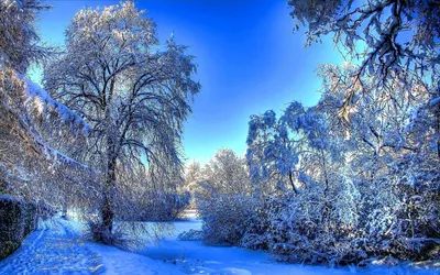 Обои деревья, снег, природа, зима, утро для рабочего стола #42197
