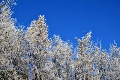 Фотография Просто зима из раздела пейзаж #7109478 - фото.сайт - sight.photo